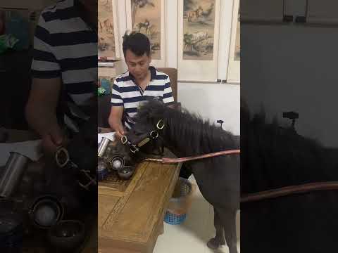 Best Wild Horses Mare Compilation of some Wild Horse Fights Video #148