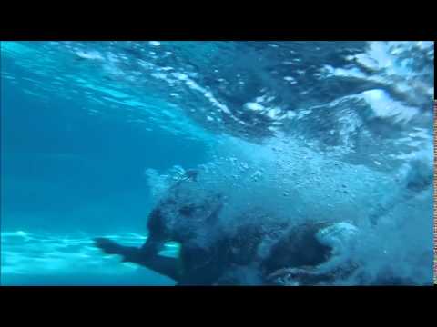 9 yo Weimaraner Jae jumps in swimming pool & dives underwater for dog toy - slow mo