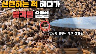 겨울동안 진짜 여왕벌 숙청하고 여왕벌 흉내내던 일벌 처리하고 약한 벌통 여왕벌 즉위시켜주기