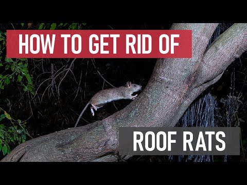 How to Get Rid of Roof Rats [DIY Rodent Control]