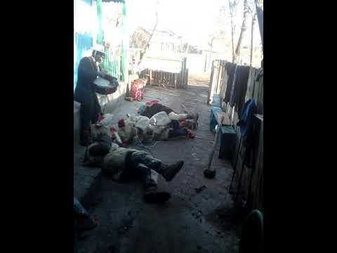 Ursul din comuna Boghești 2017