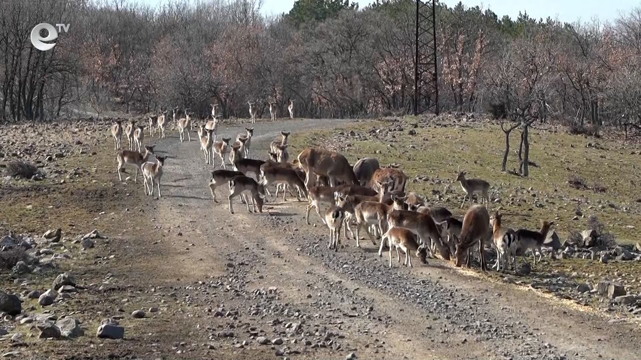 Скитащи кучета убиха бременна кошута в района на Кърджали