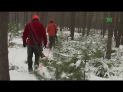 Harassment hunt in Gartow: Wild boar, fallow deer, red deer, and roe deer - DJZ-TV