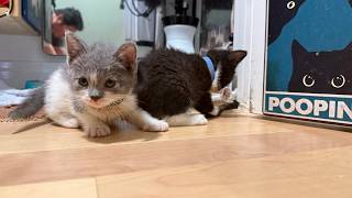 Foster Kitten Livestream (S30, E13 Aug 25, 2026)