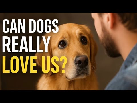 Can Dogs Really Love Us ? The Science Inside A Dog’s Mind