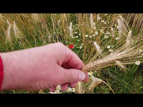 MongoTV_12535 - MIN GÅTUR - Del 2 - Mandag 24.Juli 2023 - Min Ryg Er ØM