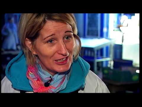 Limerick Milk Market Food Story