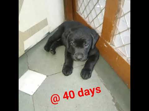 Labrador puppy growing up from 1 to 4 month