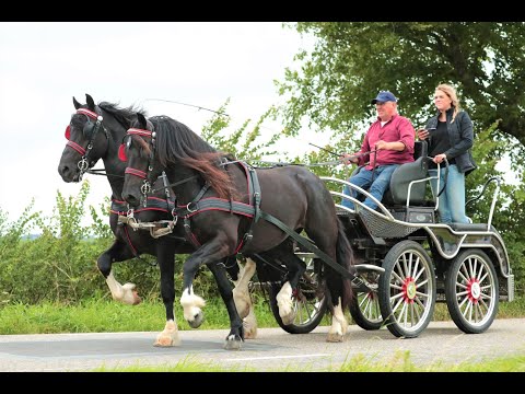 Stal Okkema's Heike (4 yr) & Jasper (11yr) in pair. Barock pinto geldings