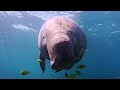 Melly our Dugong in Cagayancillio