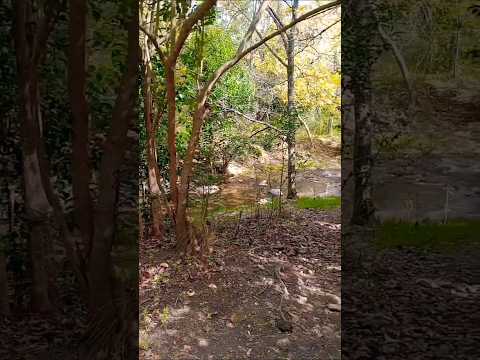 Senderos otoñales hacia el Arroyo Vaquerías. Valle Hermoso, Córdoba, Argentina#vallehermoso