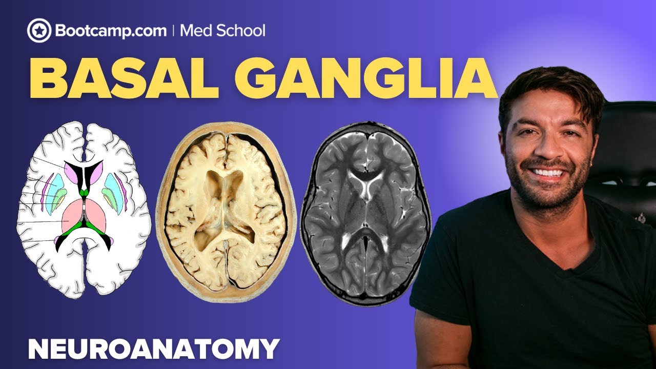 Basal Ganglia Anatomy Made Simple | Neuroanatomy for Med Students