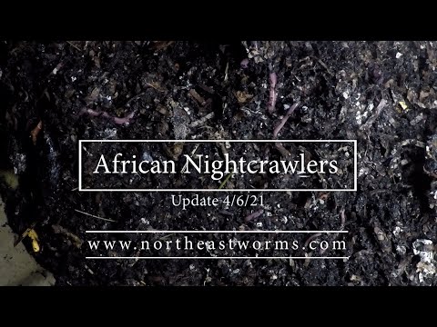 How My African Nightcrawlers are doing in the Urban Worm Bag? Update 4/12/21