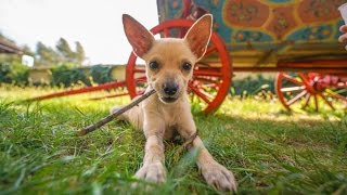 BULGARIAN PUPPY HEAVEN!!