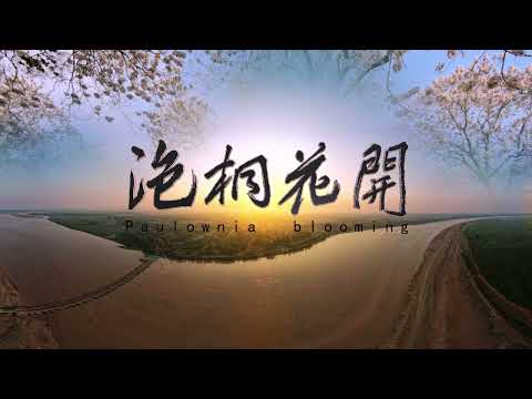 白花泡桐