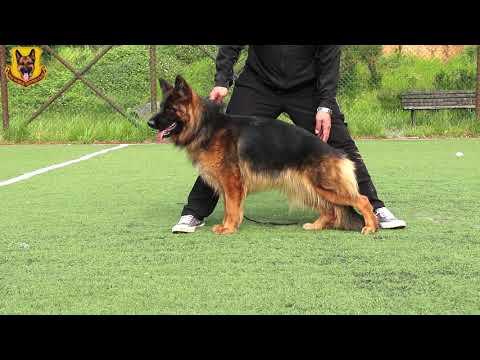 Alman Kurdu Nikki von Petworld