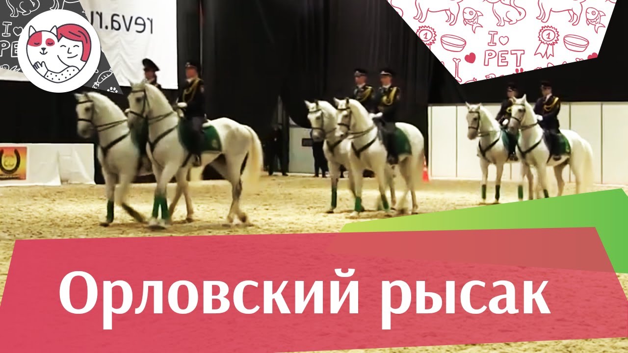 Фестиваль орловского рысака на ЭКВИРОС 2016 iLikePet