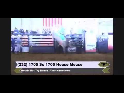 Sc #1705 House Mouse in Duncan, OK