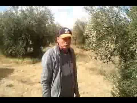 comment construire l'huile d'olive