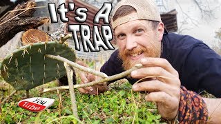 How To Make A Primitive Cactus Deadfall Figure 4 Trap / Day 27 Of 30 Day Survival Challenge  Texas