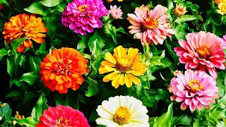 Will I Successfully Grow Flowers From SEEDS?