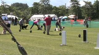 preview picture of video 'Flyball competitie 2012: HSV W.I.K. (Zaandam, 2012-06-10)'