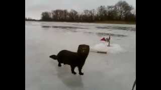 Норка на рыбалке. Крадет рыбу. mink on the fishing