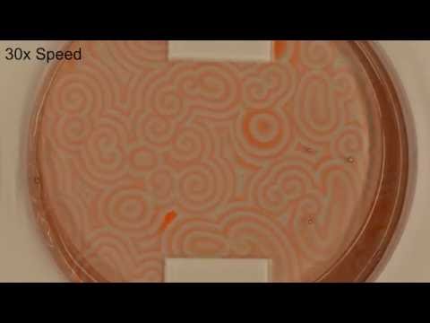 1,4-Cyclohexanedione Belousov-Zhabotinsky Reaction