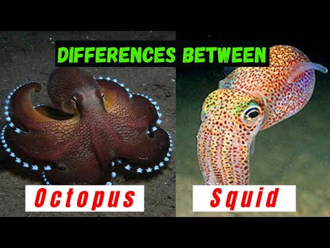 image-Do squid have 10 arms?
