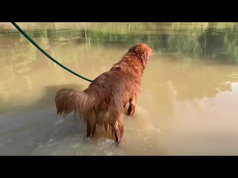 My first River Experience | Azra the Golden Retriever