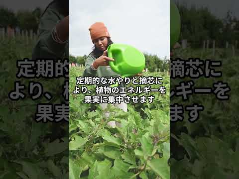 トマトに最適な肥料は何ですか?土壌を豊かにし、成長させるためのおばあちゃんの 7 つのヒント  庭園