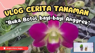 Download lagu Anggrek Dendrobium botolan pertamaku di Rantau 😍🫠❤️🌿#plantparent #orchid #anggrekindonesia mp3