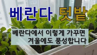 베란다 텃밭 베란다에서 이렇게 가꾸면 겨울에도 풍성합니다. #베란다 텃밭 #베란다에서 채소 가꾸기