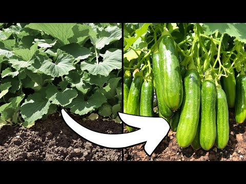 Grow Tons of Cucumbers, Not Leaves – Do This for Endless Produce!