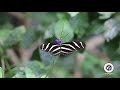 Exploring The Detroit Zoo