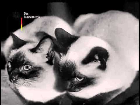 Adolf Gondrell zum Thema Katzen.