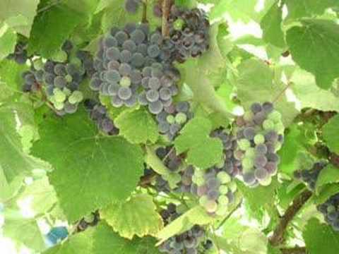 Kenge Labe. Piluri -  "Vijne djemte neper vape."