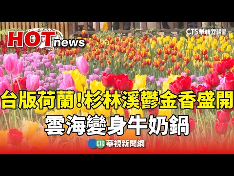 台版荷蘭！杉林溪12萬株鬱金香盛開　雲海變身牛奶鍋