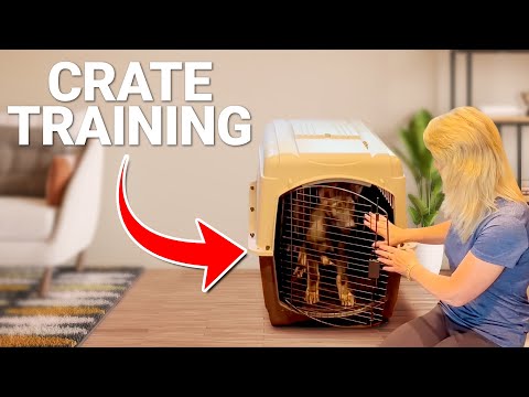 7 Reasons You SHOULD Crate Train Your Dog!