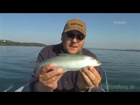 Fishing in Lake Constance-Untersee and Lake Zell