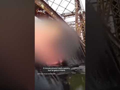 NYPD officer saves a woman from creek