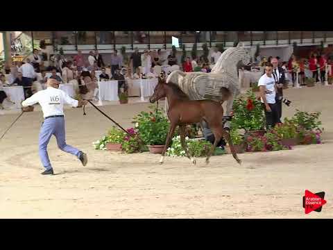 N 105 DONNA PAMELA   Italian Nationals 2019   Futurity Fillies Class 13