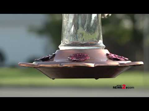 Meet the Hummingbird Whisperer of Alamance County