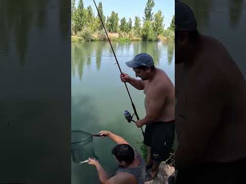 Tarde de pesca con los locuras #pesca #rionegro #carp #lineadepesca #fishing #carpfishing