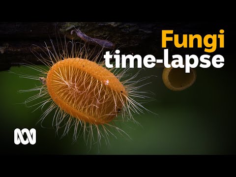 Fungi timelapse photography by Planet Earth II's Steve Axford ???????? | ABC Australia