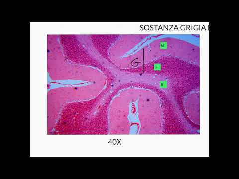 CORSO DI ISTOLOGIA LEZIONE 28 DI 30 TESSUTO NERVOSO PARTE 2