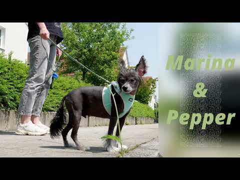Videos With Pets