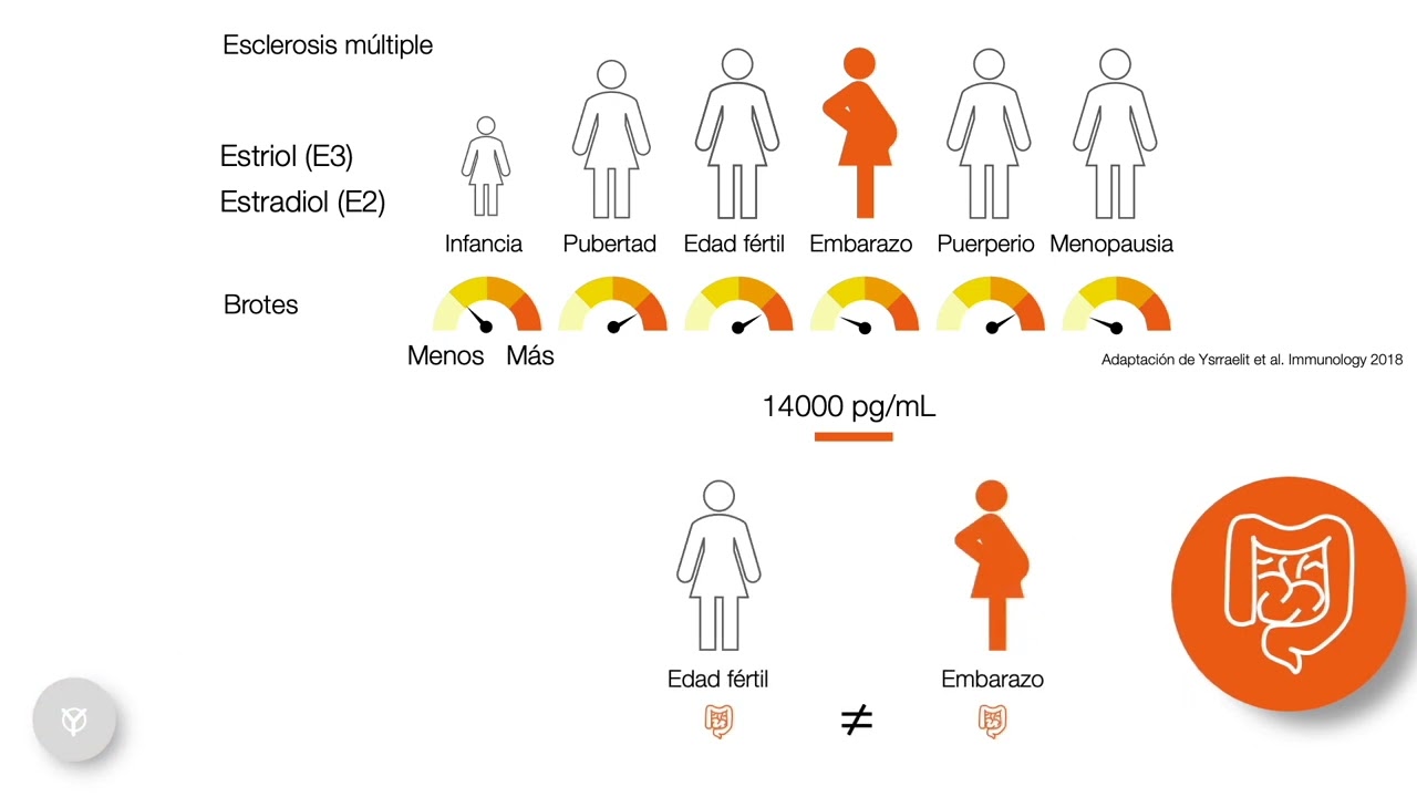 Las poderosas hormonas sexuales - Estrógenos