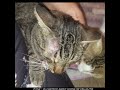 Tuxie S Legacy The Cat Bite Update 23 08 2024