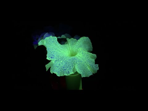 Science Friday: Glow in the Dark Flowers